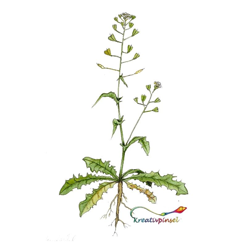 Shepherd's purse (Capsella bursa pastoris)
