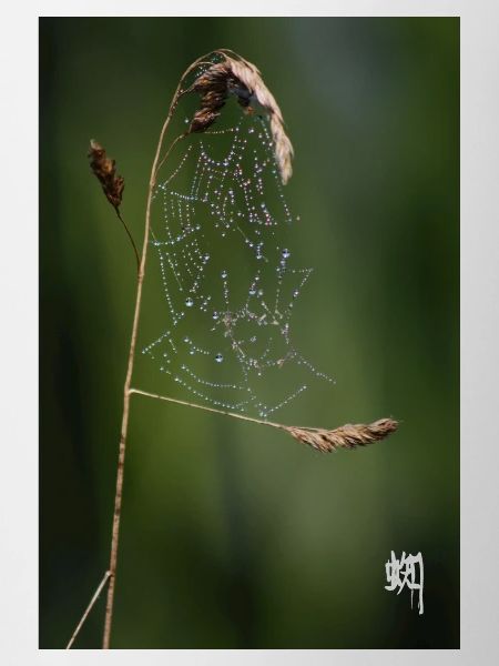 Spider Web, Dew & White Kumo