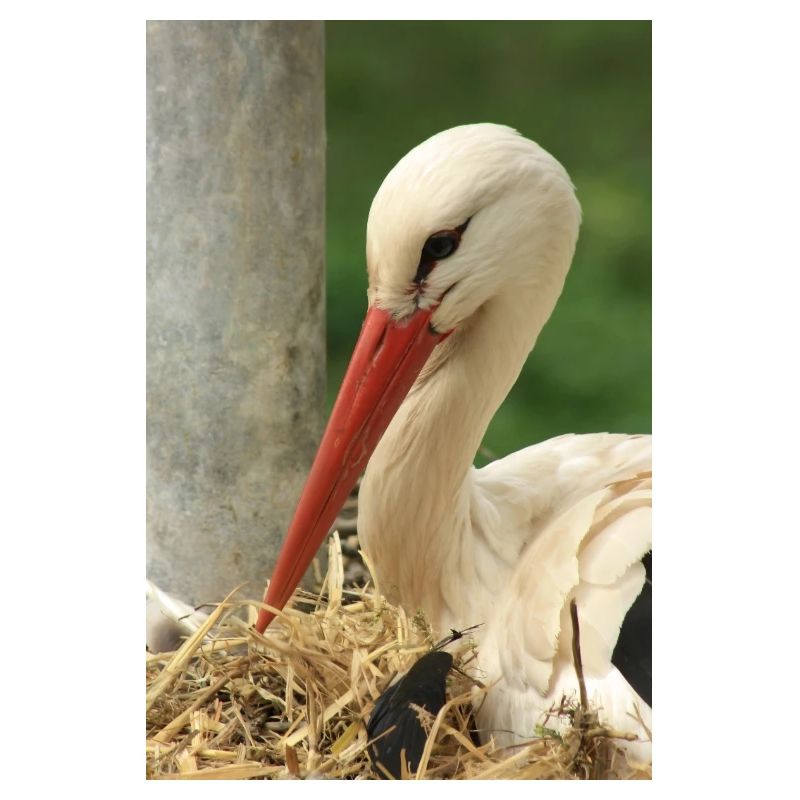 Storch im Nest