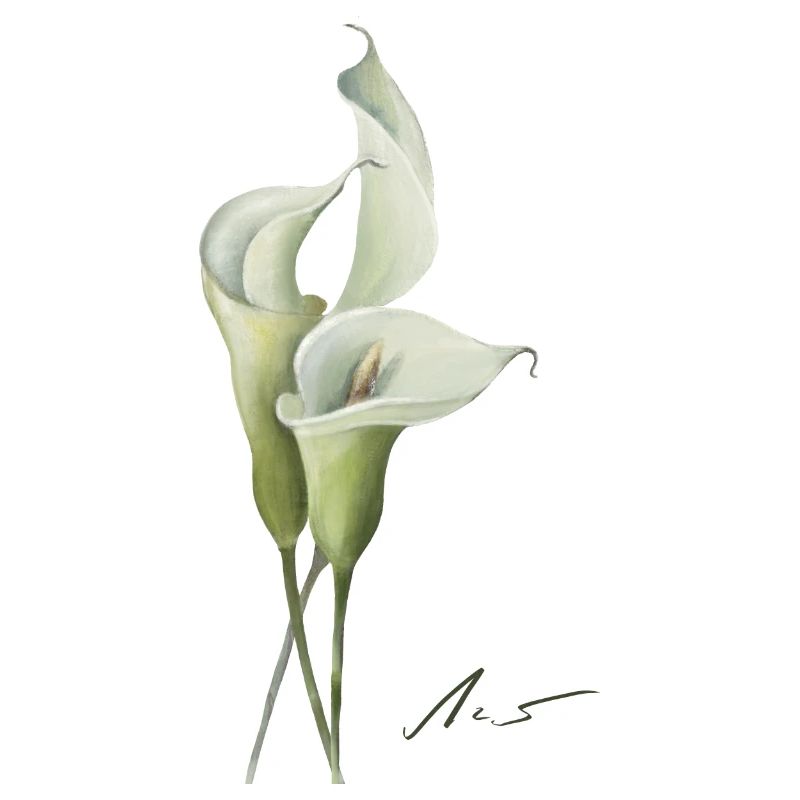 Calla-Lilien Aquarelle