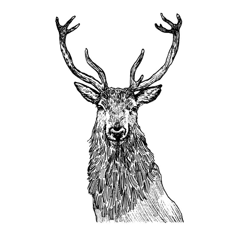 Würdevoller Hirsch