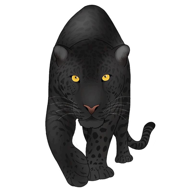 Midnight Panther, Big Cat 