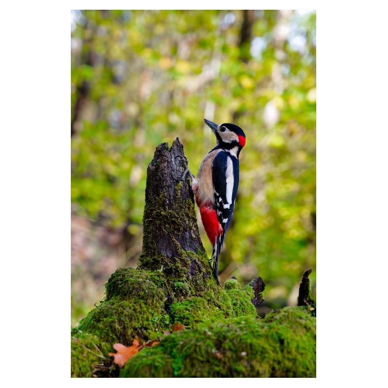 Pic sur souche de forêt moussue