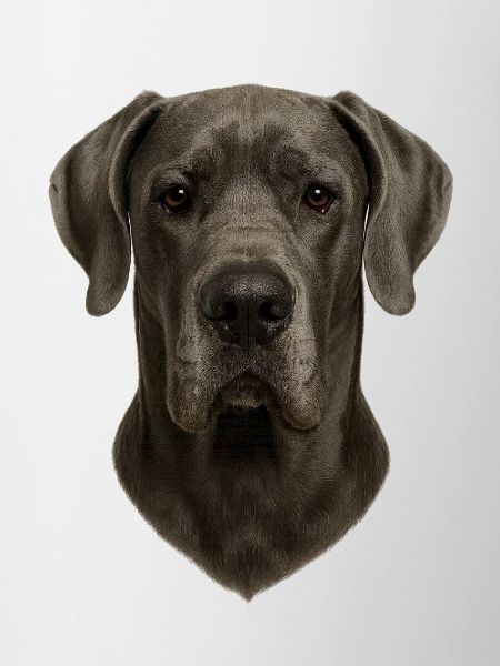 Gray Dog Head Portrait