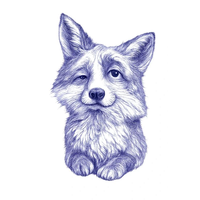 Sketch du Renard bleu-violet