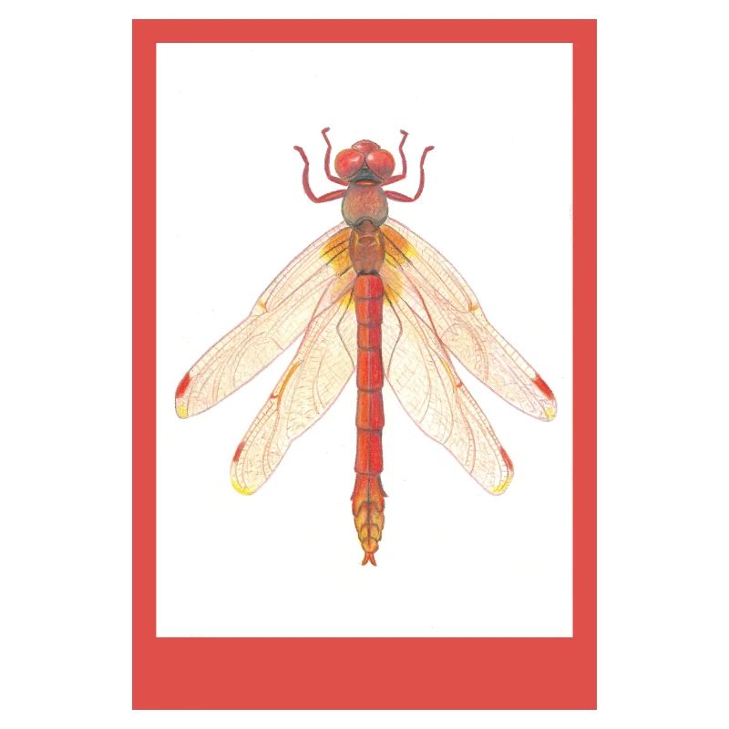 Illustration de la Libellule Rouge