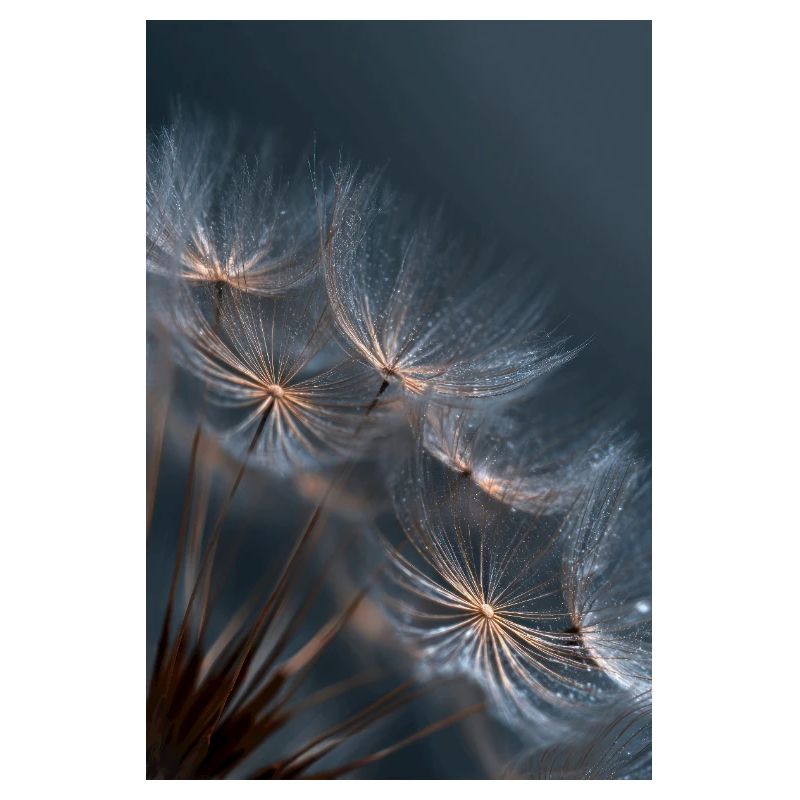 Dandelion Dewlight