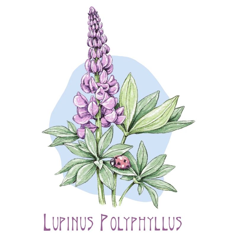 Lupin, permanent botanical drawing