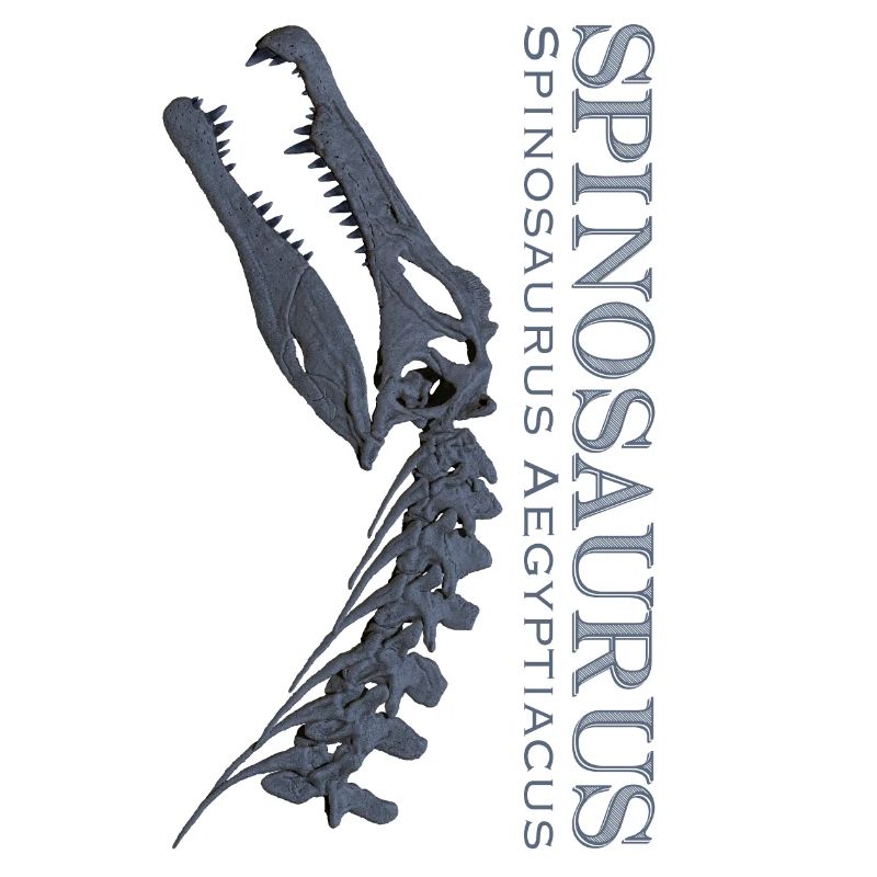 Crâne de Spinosaurus gris