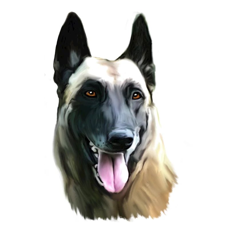 malinois