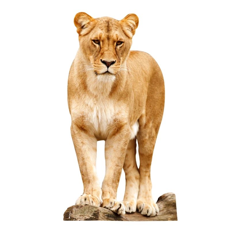 lion