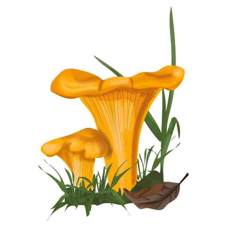 Chanterelle
