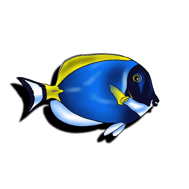 Poisson chirurgien leucosternon
