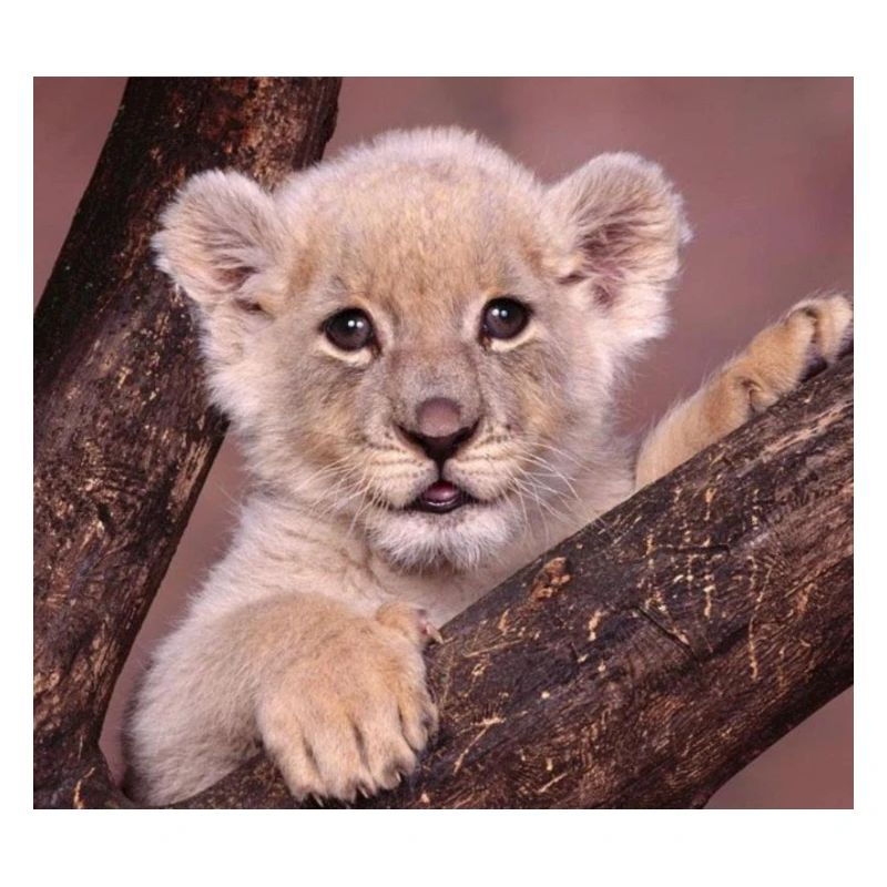 LIONCEAU