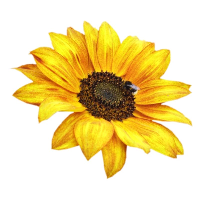 Sonnenblume