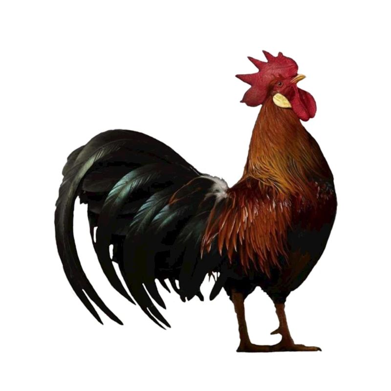 rooster am431