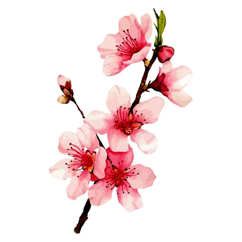 Kirschblüte