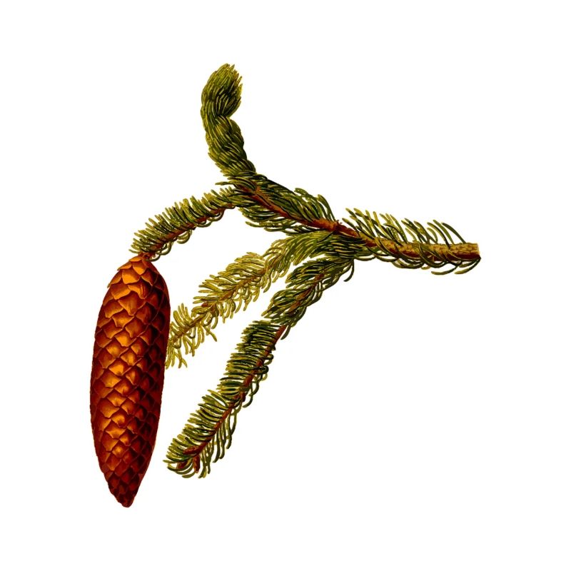 pinecone
