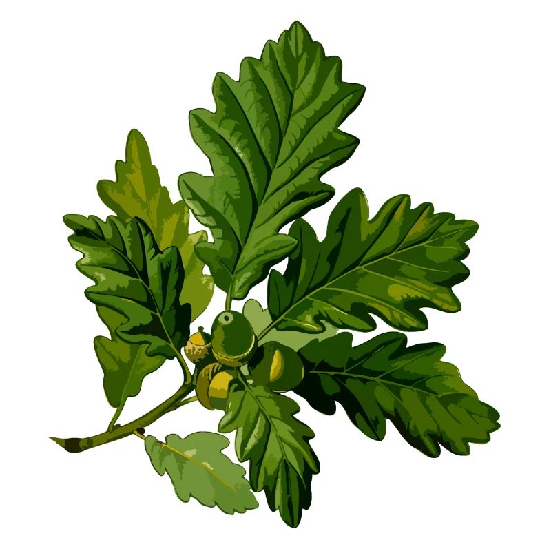 herbes thym romarin persil origan aneth