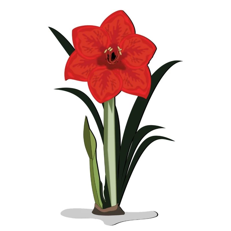 amaryllis