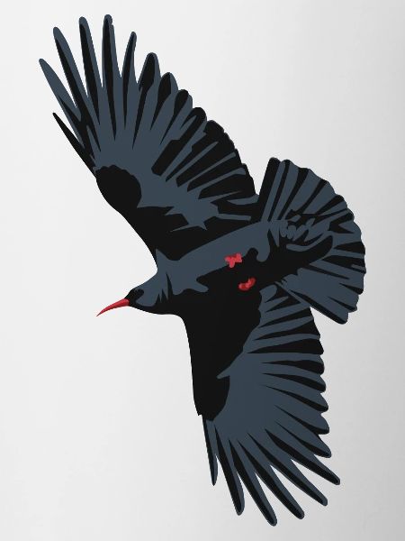 Red Billed Chough 1