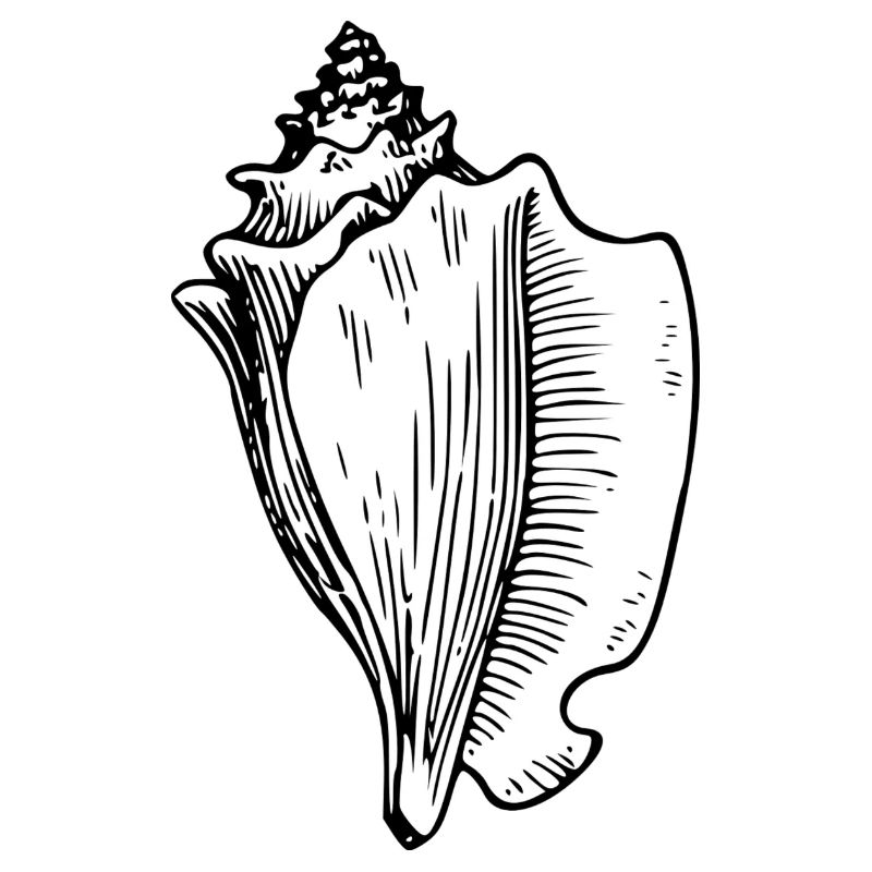 conch 48143 1280