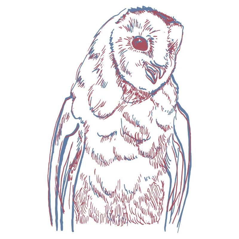 Barn owl