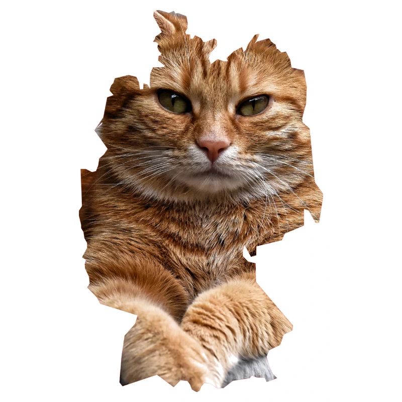 Chat, Chats