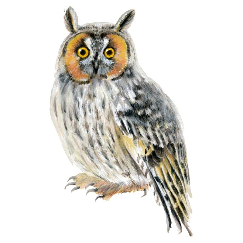 long-eared owl
