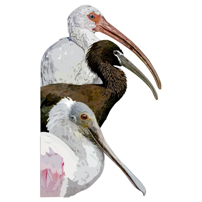 Ibis and spatula