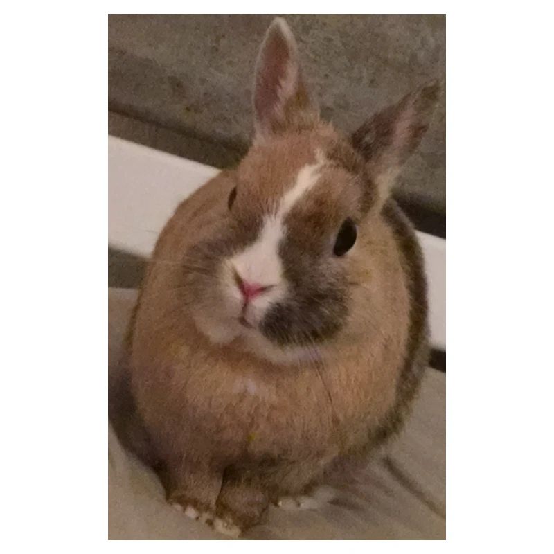 Kaninchen