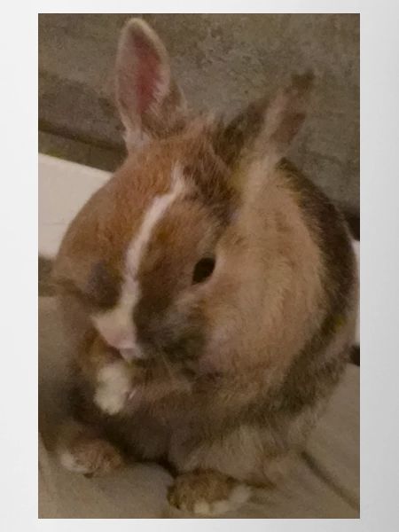 Rabbit