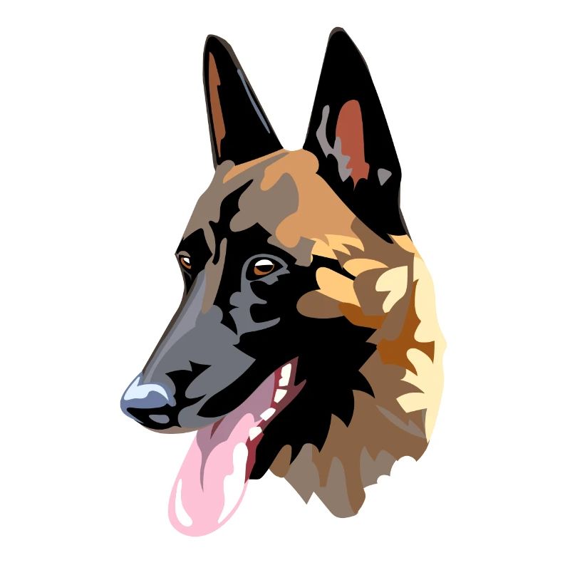 tête de malinois