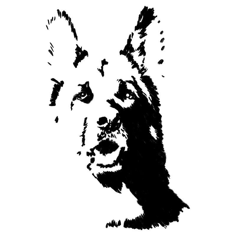 Deutscher Schäferhund von vorn
