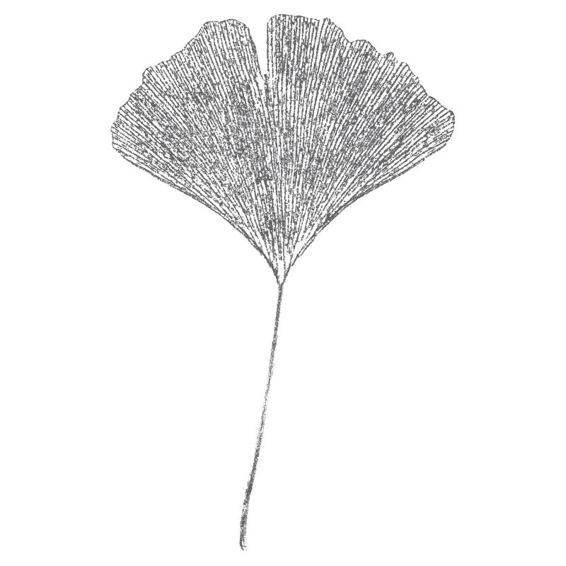 Feuille de Ginkgo