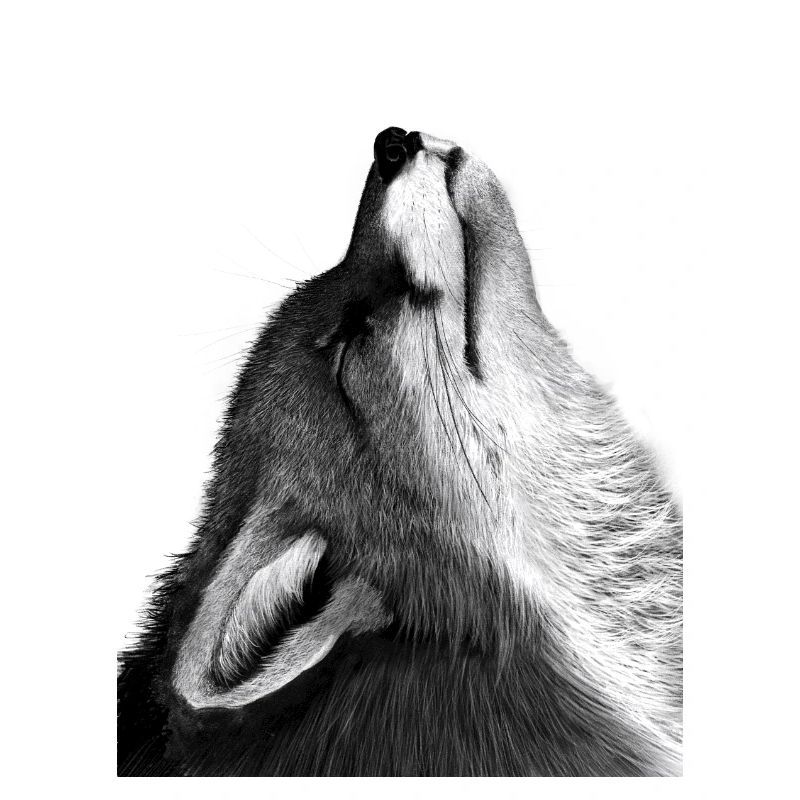 Fuchs