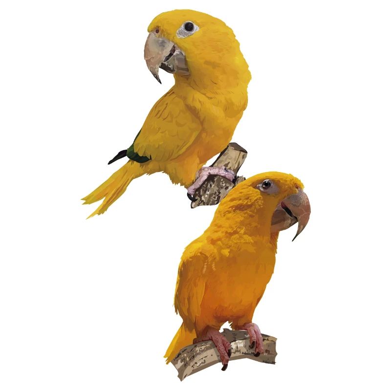 Le perroquet d’or