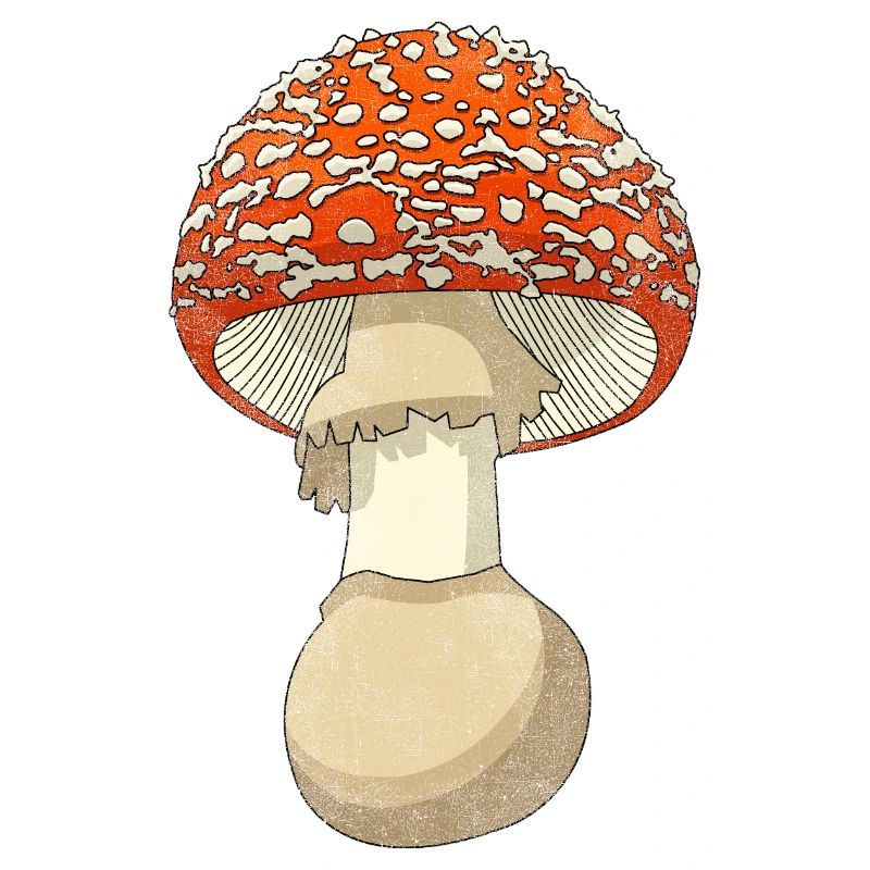 Champignon