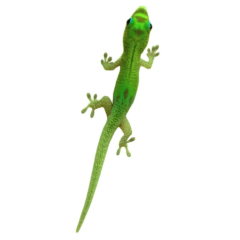 Grüner Gecko