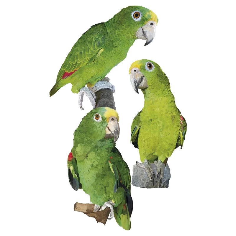 Le perroquet royal amazonien