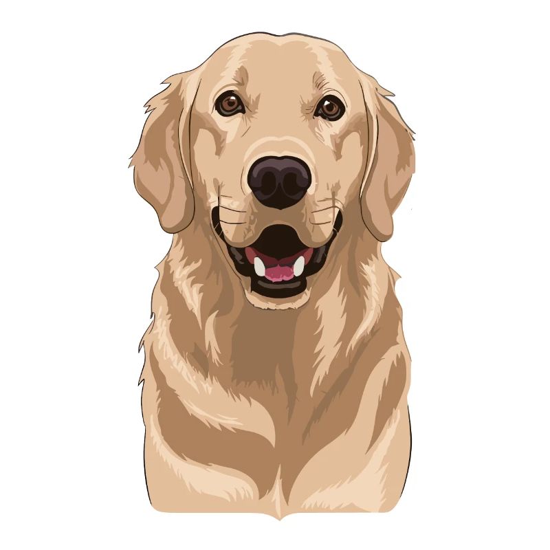 Golden retriever