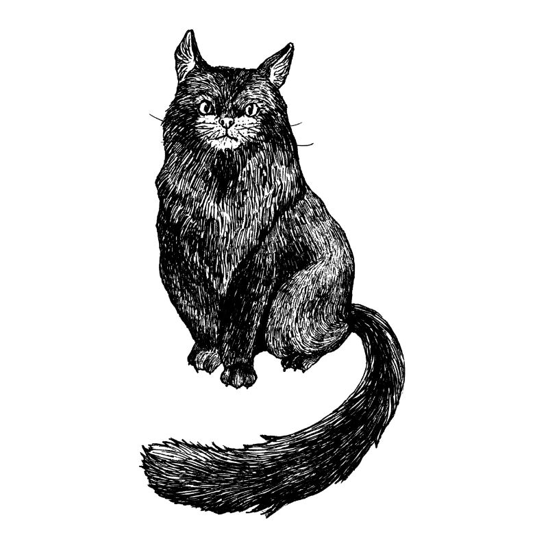 Chat élégant
