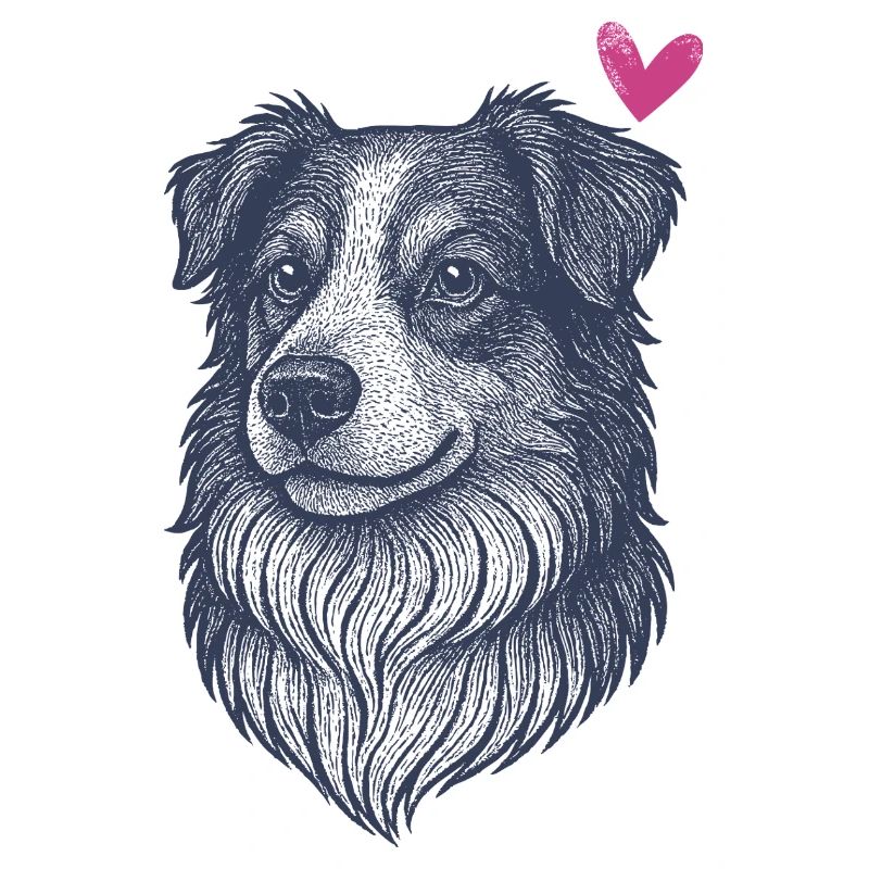 Australian Shepherd – Smart, Fast & Beautiful