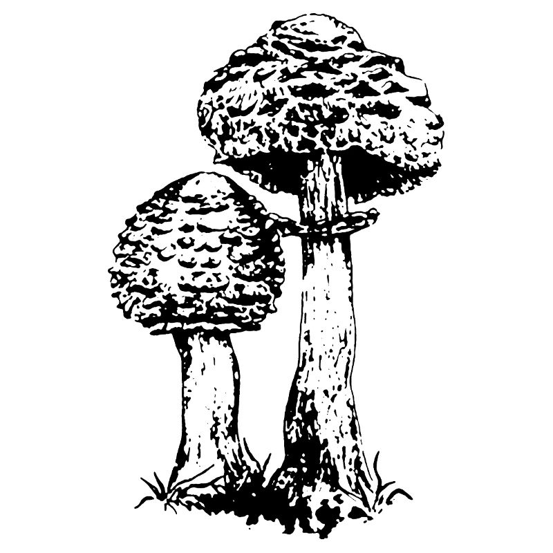ACCUMULATEUR CHAMPIGNON