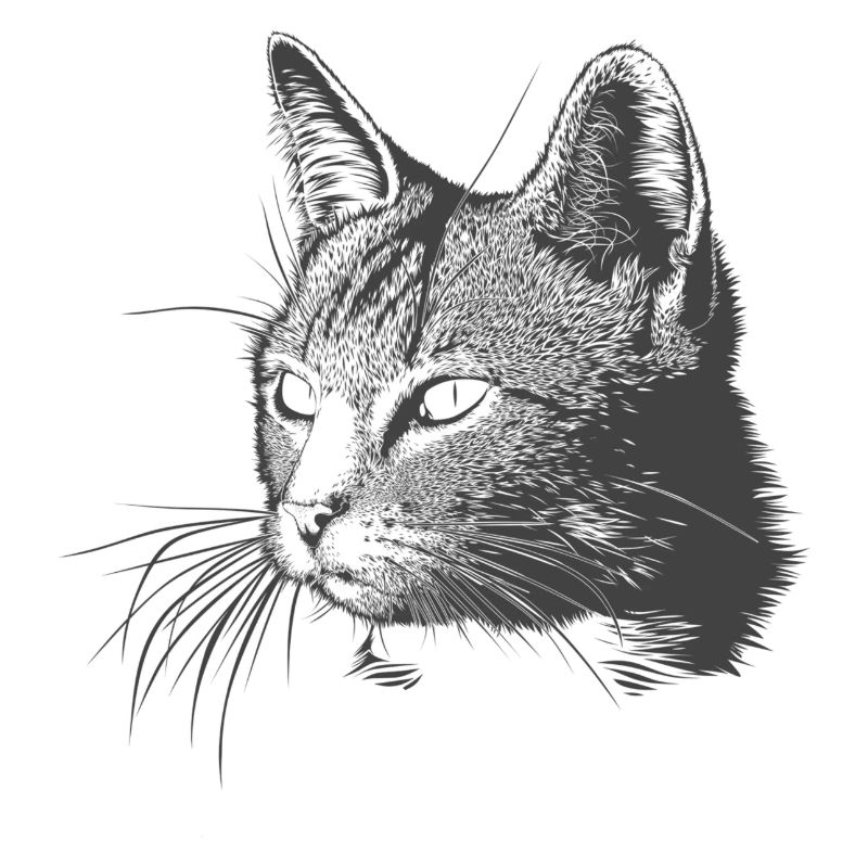 Cat - Drawing
