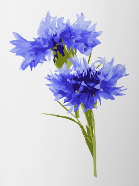 bleuet