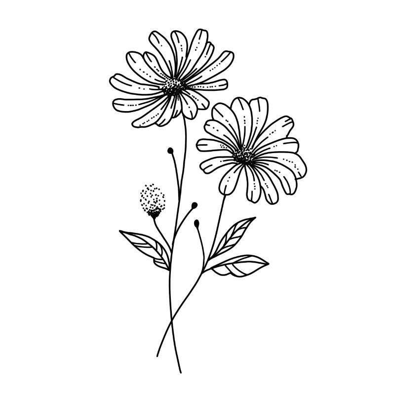 Daisy flower illustration