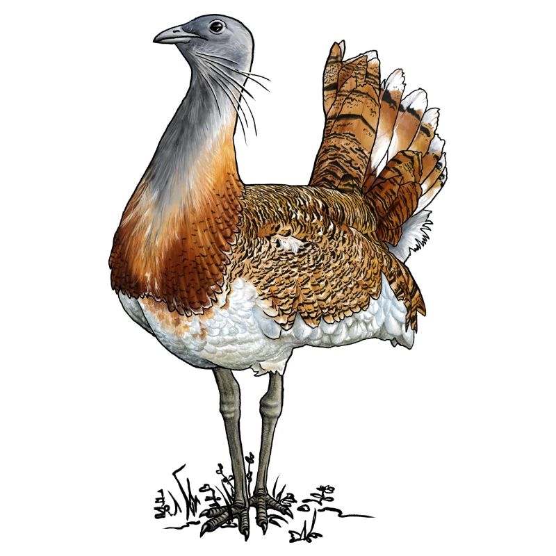 Great Bustard Single