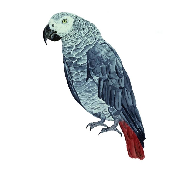 Perroquet gris peint à la main. Animaux de compagnie Articles de fan