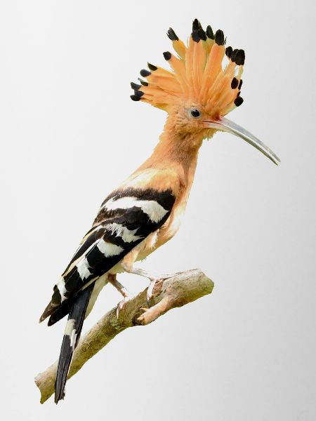 hoopoe am431